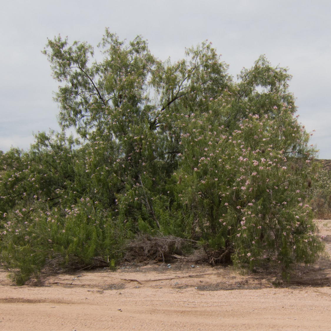 Large Chilopsis linearis ssp. arcuata tree dotted with pale pink flowers.
