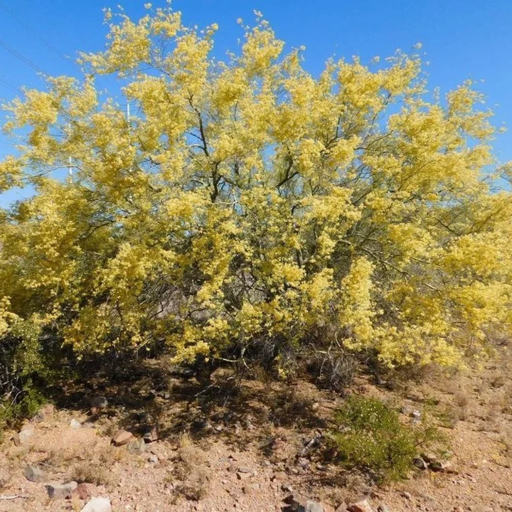 Large Parkinsonia microphylla tree covered in pale yellow flowers.